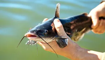 Nigeria Spent $866m on Seafood Imports image